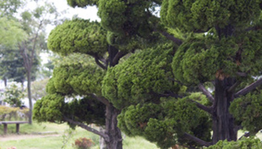 Judiciously pruned Japanese cedars grace Asian gardens. Judiciously pruned Japanese cedars grace Asian gardens.