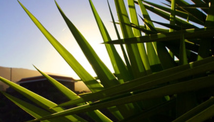 Indoor lighting should simulate the light colors plants receive from the sun. Indoor lighting should simulate the light colors plants receive from the sun.