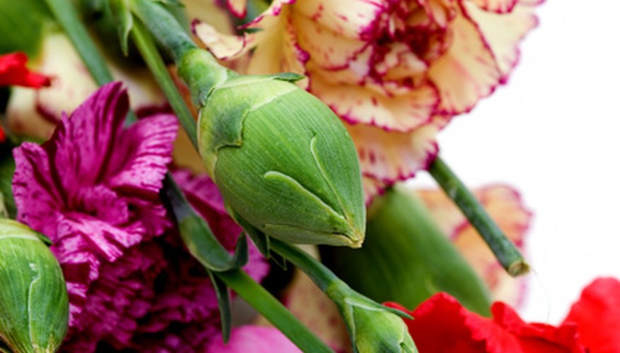 The calyx protects the petals. The calyx protects the petals.