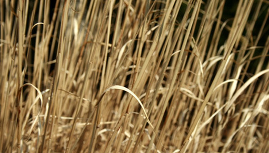 Did salt dry out this grass? Did salt dry out this grass?