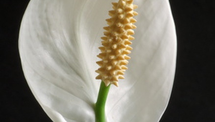 Prayer plant flower. Prayer plant flower.