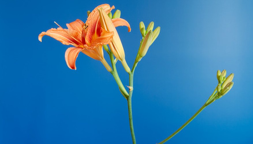 Day lilies produce multiple buds for continual flowering. Day lilies produce multiple buds for continual flowering.