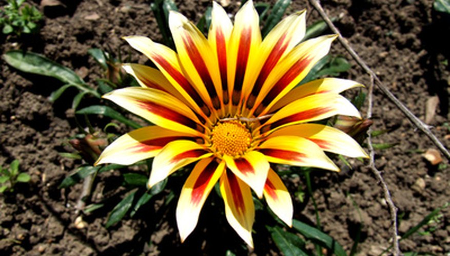 Gazania bloom Gazania bloom