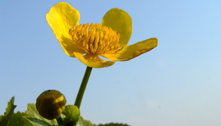 Marsh marigold is a shade-loving swamp perennial. Marsh marigold is a shade-loving swamp perennial.