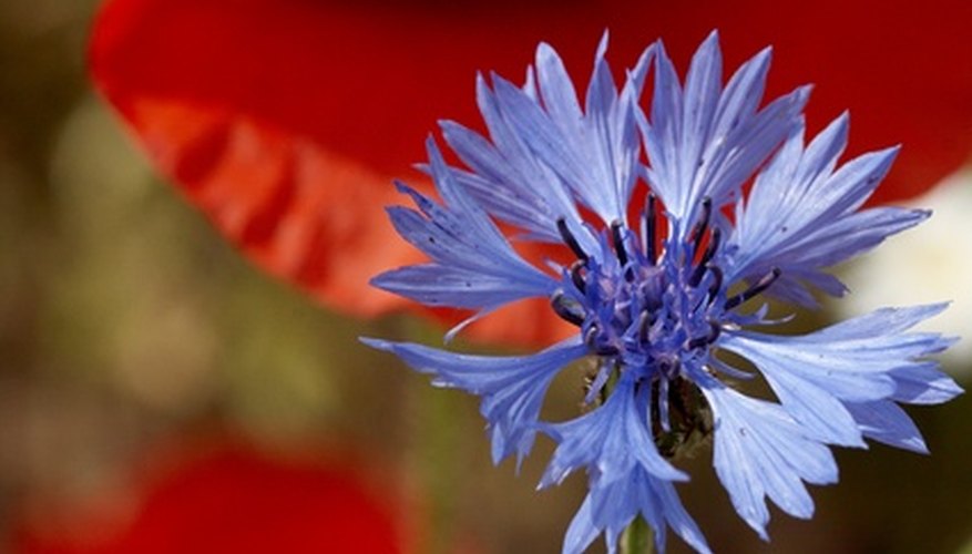 Cornflower Cornflower