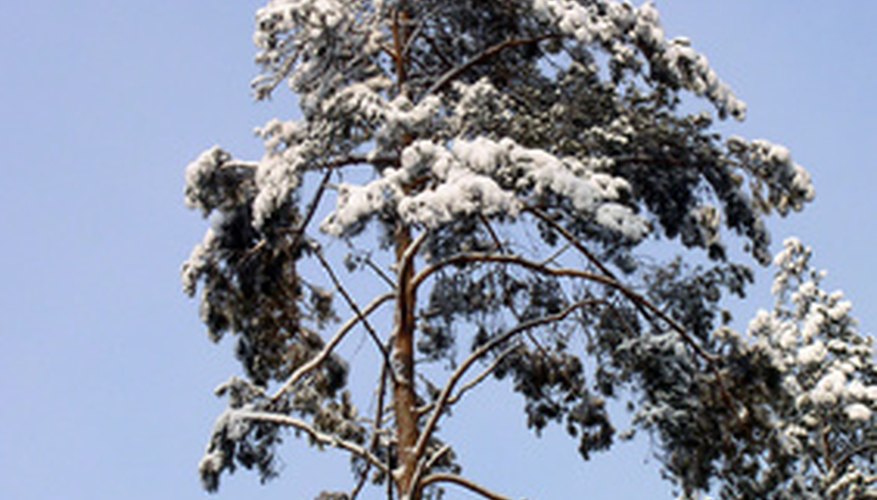 Trees can be damaged during the winter like any other plant. Trees can be damaged during the winter like any other plant.