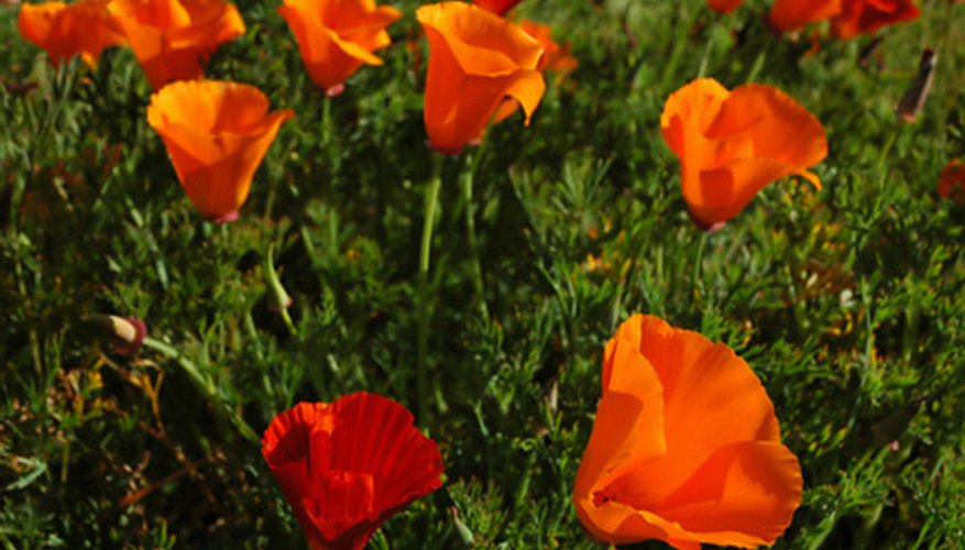 California poppies close their flowers at night and on cloudy days. California poppies close their flowers at night and on cloudy days.