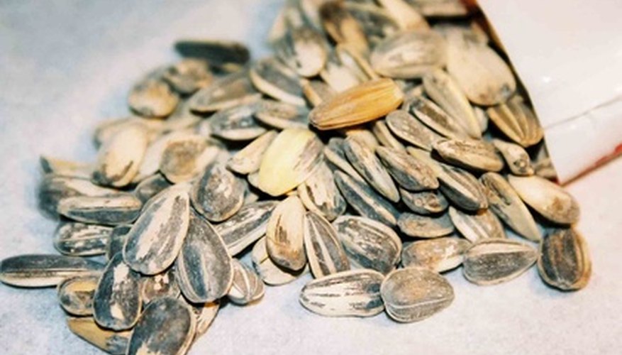 Gray sunflower seed hulls are thick and more difficult to germinate. Gray sunflower seed hulls are thick and more difficult to germinate.