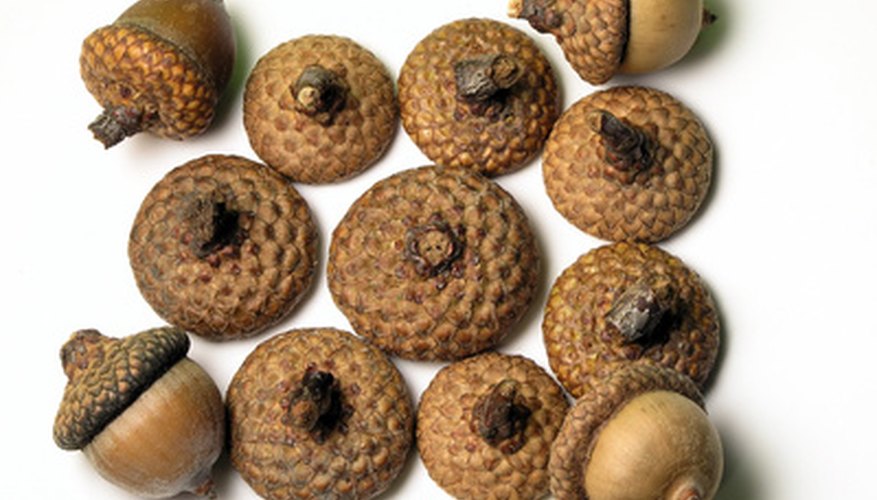 North American native oaks' seed caps have scales. North American native oaks' seed caps have scales.