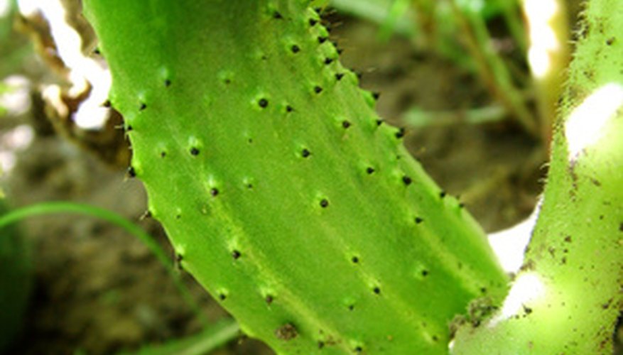 Trellised cucumbers grow straighter than cucumbers on the ground. Trellised cucumbers grow straighter than cucumbers on the ground.