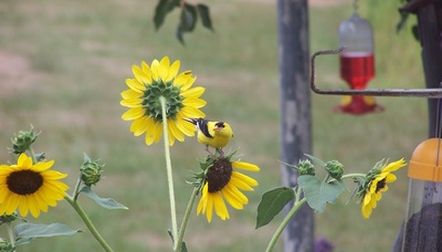 Gold finch at a sunflower Gold finch at a sunflower