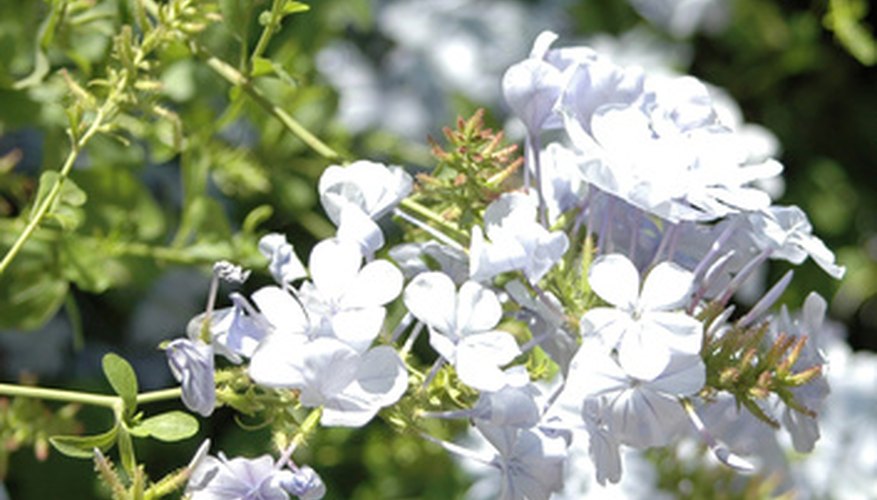 Safe shade plants are a vital part of landscaping around pets and children. Safe shade plants are a vital part of landscaping around pets and children.