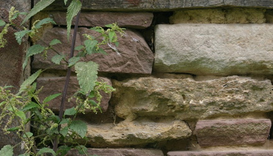 Stinging nettle is an edible, nutritious plant. Stinging nettle is an edible, nutritious plant.