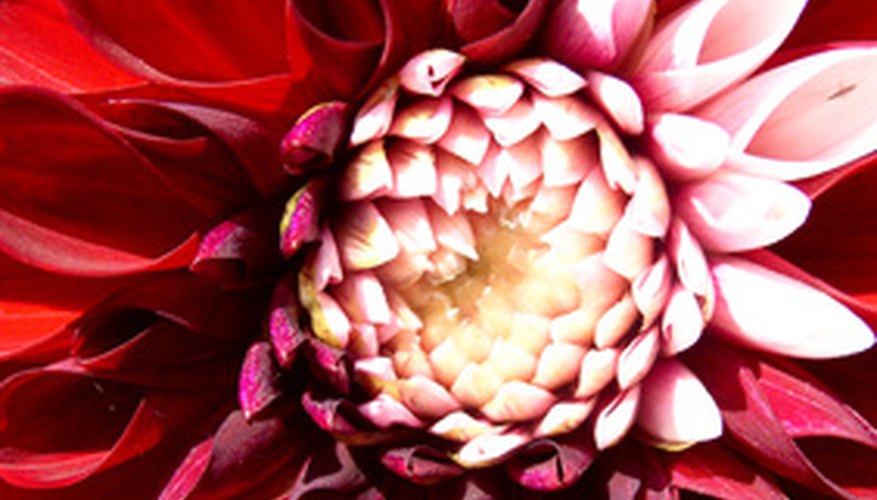 Closeup of a dahlia Closeup of a dahlia