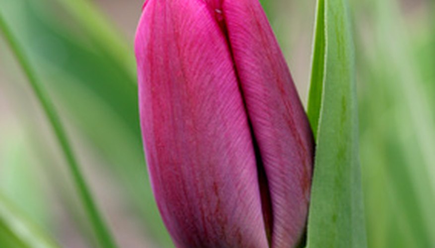 Tulip bulbs will last for years, given proper care. Tulip bulbs will last for years, given proper care.
