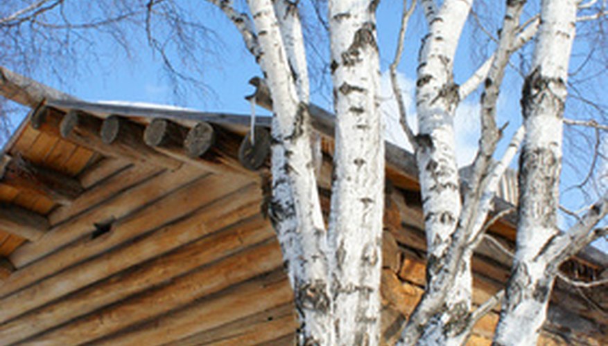 The unusual bark on birch trees adds interest to many landscape designs. The unusual bark on birch trees adds interest to many landscape designs.