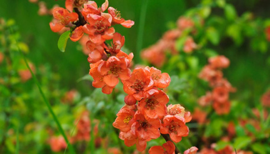Abundant peachy blossoms cover flowering quince shrubs in spring. Abundant peachy blossoms cover flowering quince shrubs in spring.