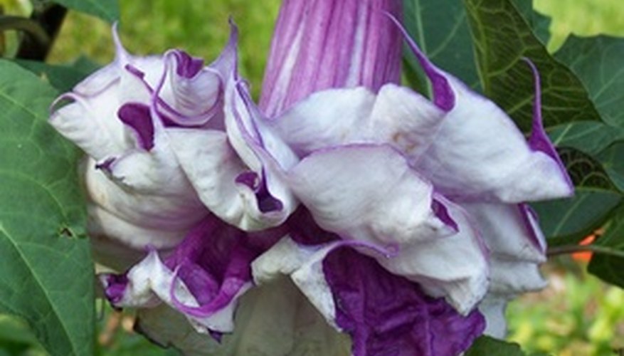 Devil's trumpet is native to southern China. Devil's trumpet is native to southern China.