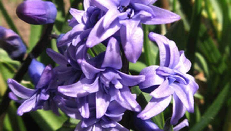 Garden hyacinths are potentially fatal to the Russian tortoise. Garden hyacinths are potentially fatal to the Russian tortoise.