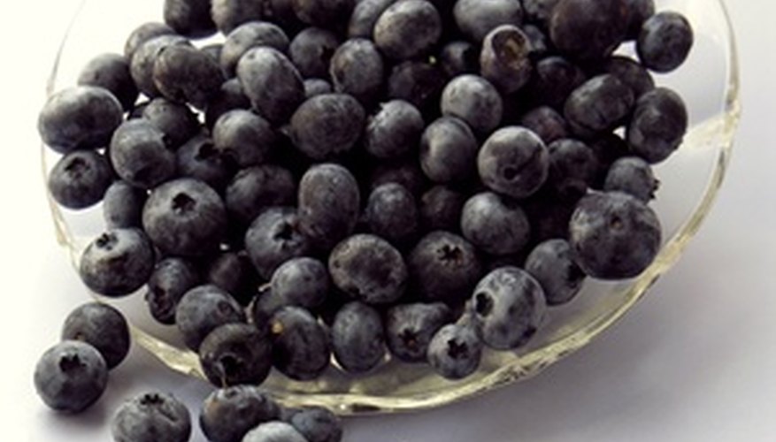 Fresh blueberries can be grown in any garden. Fresh blueberries can be grown in any garden.