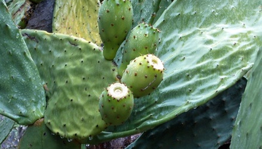The fruit as well as the fleshy The fruit as well as the fleshy