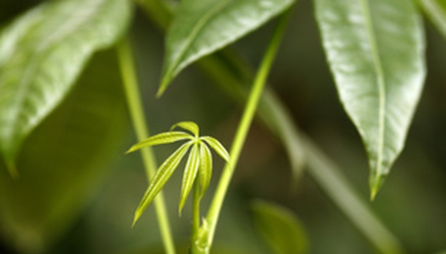 Roots, leaves and stems enlarge during plant growth. Roots, leaves and stems enlarge during plant growth.