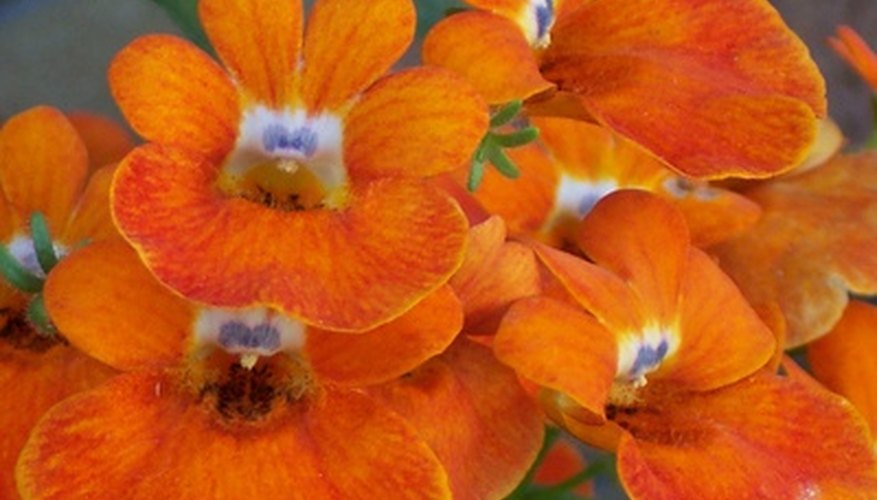 Orange nasturtiums. Orange nasturtiums.