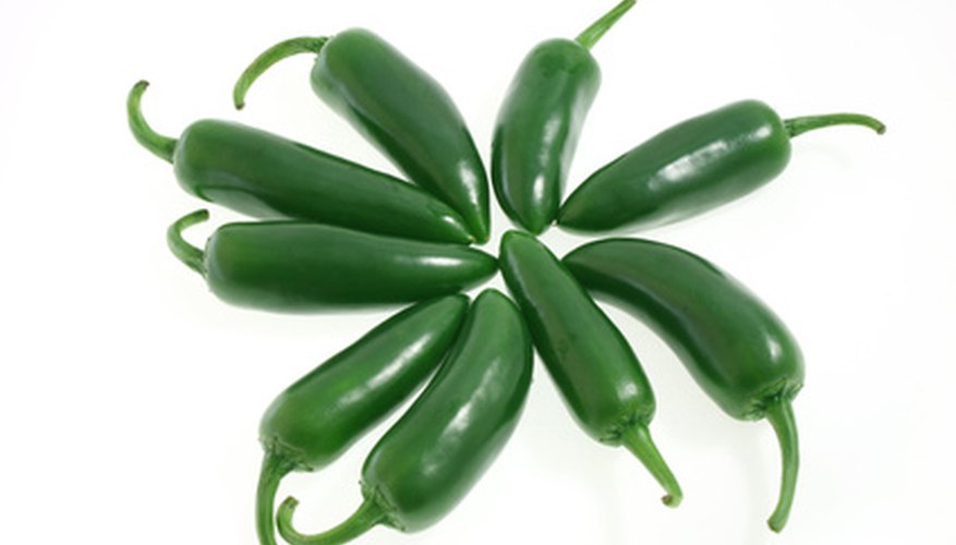 Jalapeno is a very hot chili pepper. Jalapeno is a very hot chili pepper.