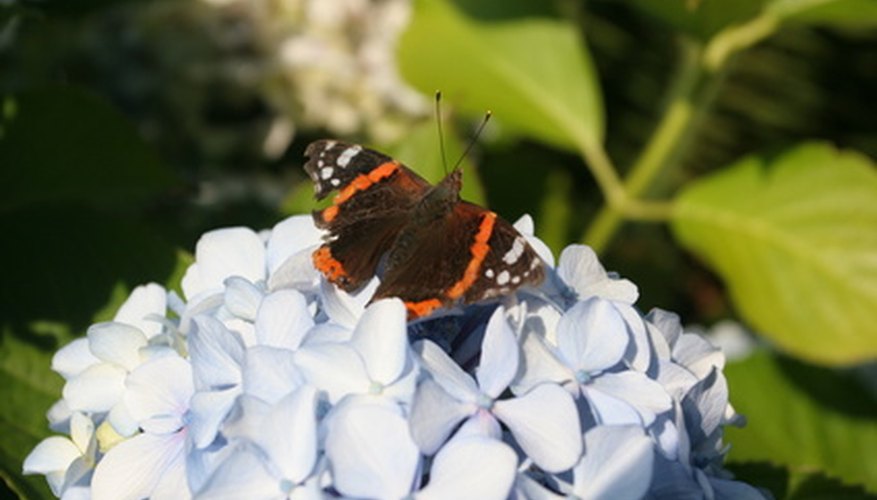 Hydrangeas offer more than just beauty to a garden. Hydrangeas offer more than just beauty to a garden.