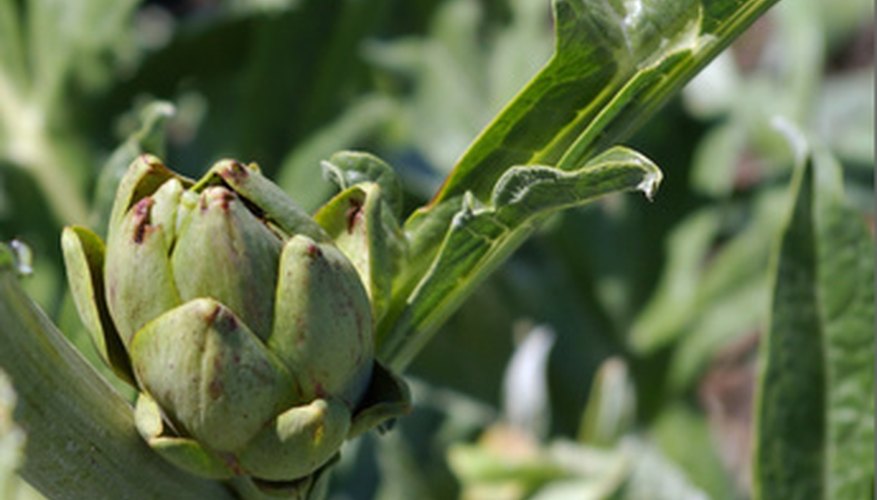 Artichoke companion planting can increase yields. Artichoke companion planting can increase yields.