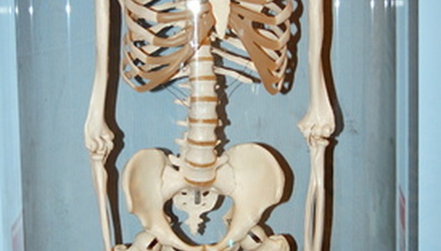 The skeletal system and the respiratory system work together. The skeletal system and the respiratory system work together.