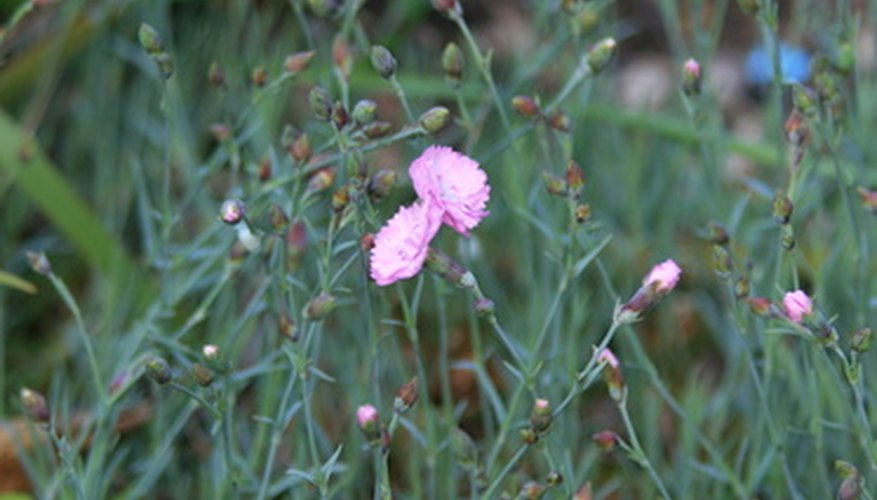 Pinks Pinks