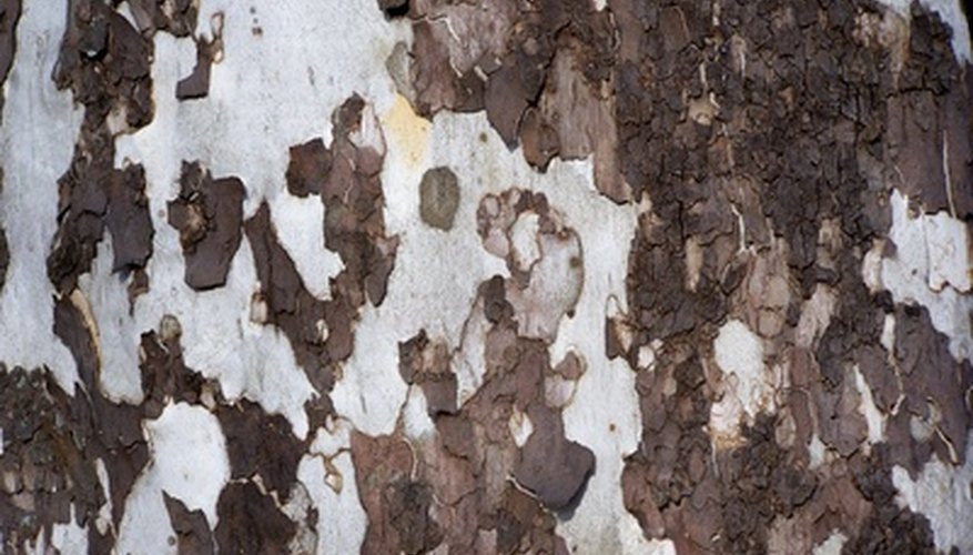 Sycamore tree bark resembles peeling paper. Sycamore tree bark resembles peeling paper.