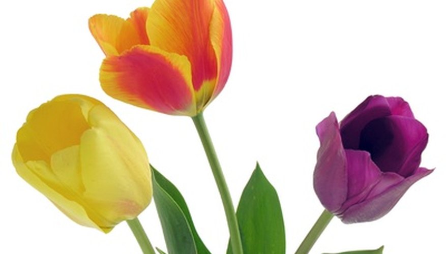 Tulips are available in a variety of colors. Tulips are available in a variety of colors.