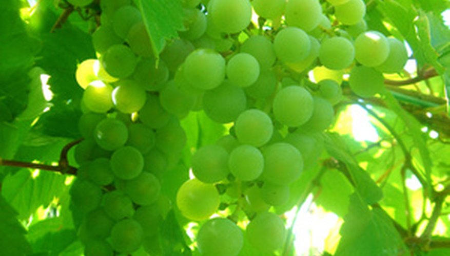 Prune grape vines to maintain vine health. Prune grape vines to maintain vine health.