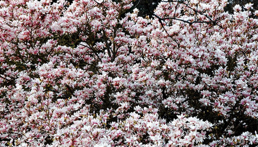 Magnolias Magnolias