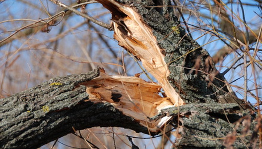Large limbs may have to be completely removed. Large limbs may have to be completely removed.