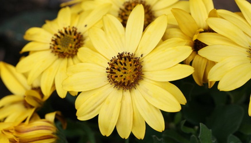 Osteospermum flowers appear in summer and fall. Osteospermum flowers appear in summer and fall.