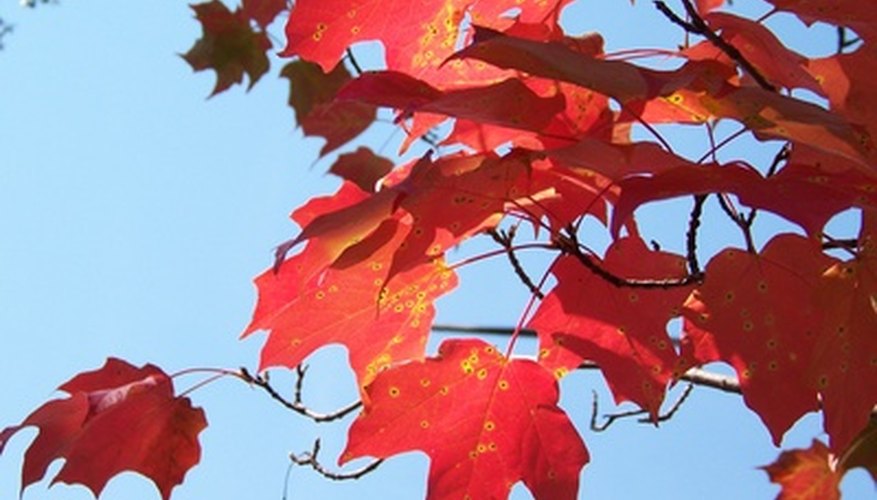Maples add fiery color to cool fall landscapes. Maples add fiery color to cool fall landscapes.