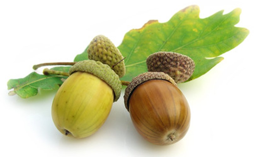 Only oaks have acorns. Only oaks have acorns.