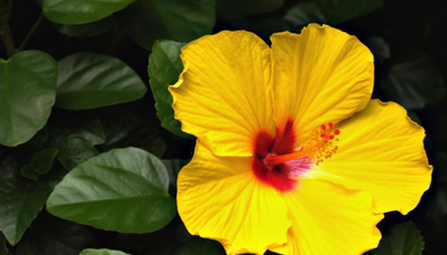 Hibiscus flower Hibiscus flower
