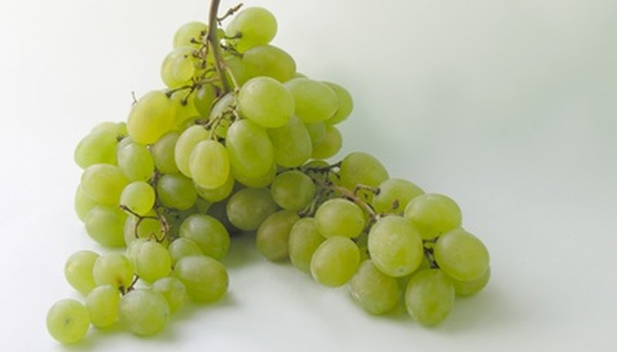 Thompson seedless grapes are light green. Thompson seedless grapes are light green.