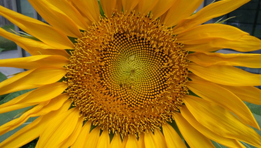 A sunflower in full bloom enjoys sunlight. A sunflower in full bloom enjoys sunlight.