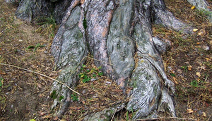 Slow-draining soils contribute to root rot. Slow-draining soils contribute to root rot.
