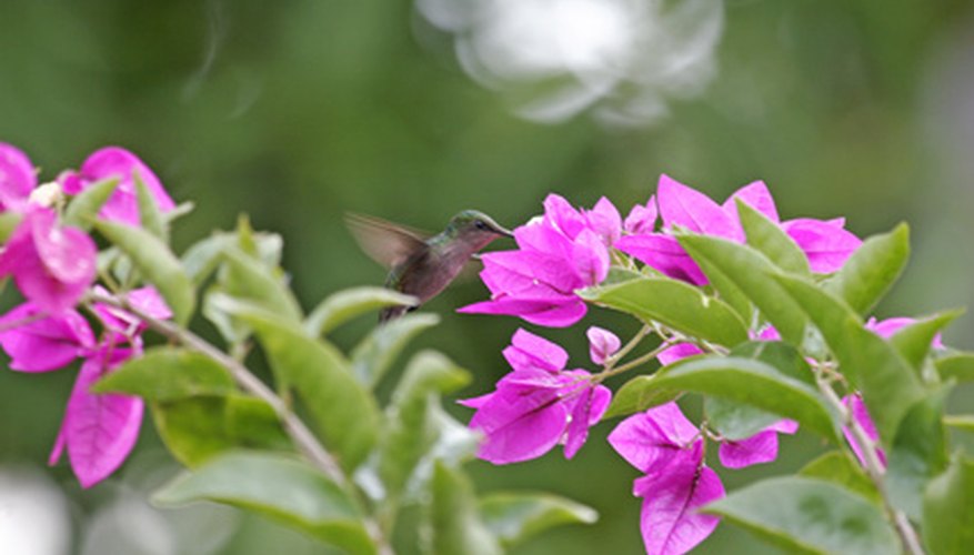 Attract hummingbirds with nectar-rich flowers. Attract hummingbirds with nectar-rich flowers.