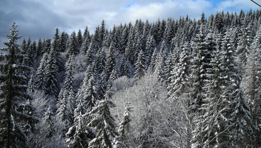 Evergreen trees have branches that point down to help them shed snow. Evergreen trees have branches that point down to help them shed snow.