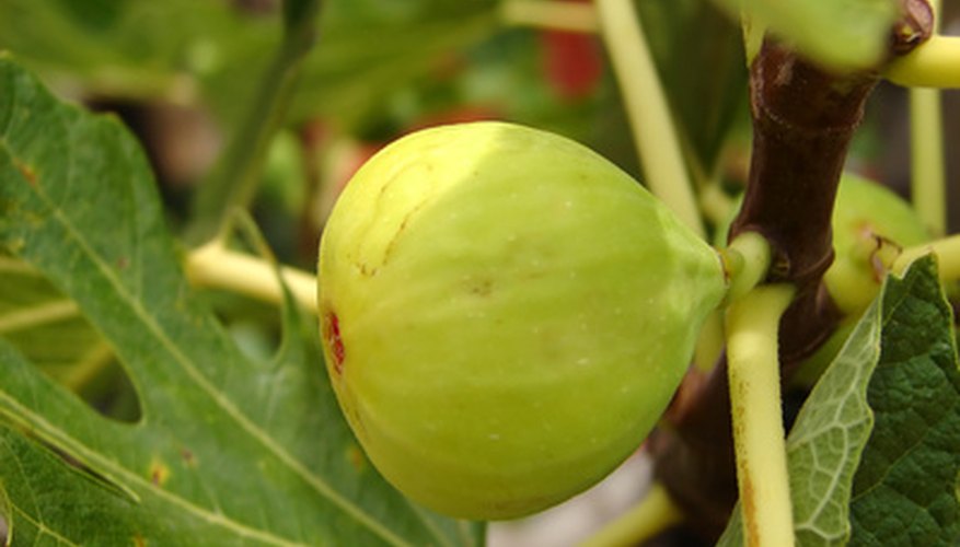 Harvest figs when they become full, heavy and deeply colored. Harvest figs when they become full, heavy and deeply colored.