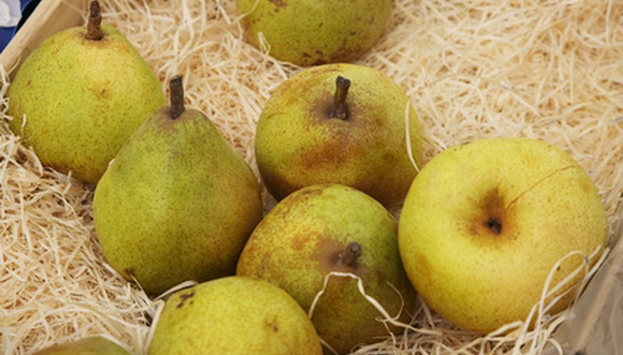 Basket of pears. Basket of pears.