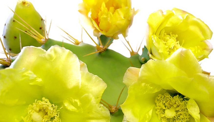 Cactus flowers. Cactus flowers.
