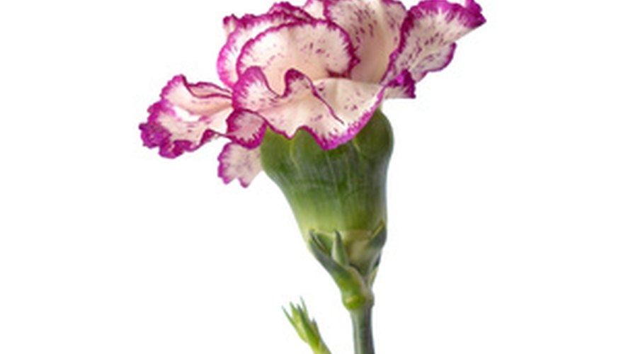 Carnations are available in a range of colors, including bi-colored blooms. Carnations are available in a range of colors, including bi-colored blooms.